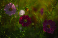 7F0F8D25-0FFD-49D6-993F-3B1FD4971F50-571