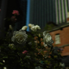 DP2M9885