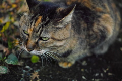 妙本寺の猫ちゃん♪