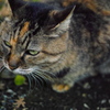 妙本寺の猫ちゃん♪