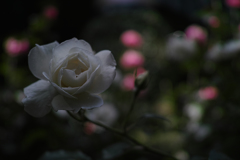 DP2M9884