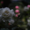 DP2M9884
