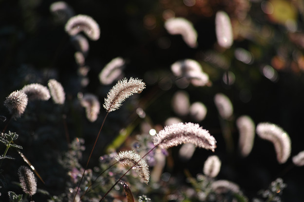3C887849-B683-4933-B1D2-1E5539033E44-571