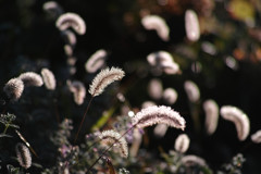 3C887849-B683-4933-B1D2-1E5539033E44-571