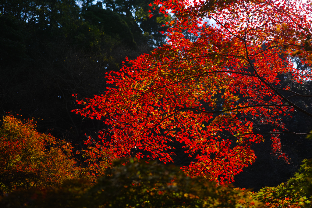 妙本寺の紅葉