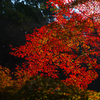 妙本寺の紅葉