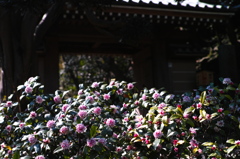 DP2M3754