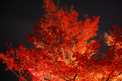 紅葉 清水寺