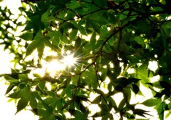 紅葉前に・・・