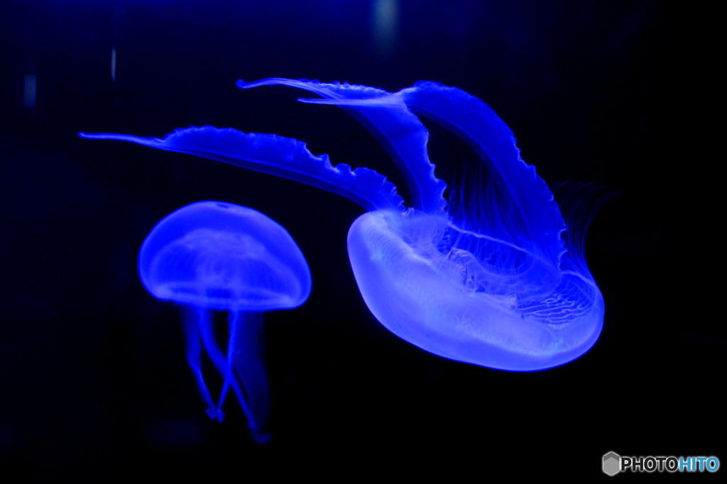 水底ふかく、漂う