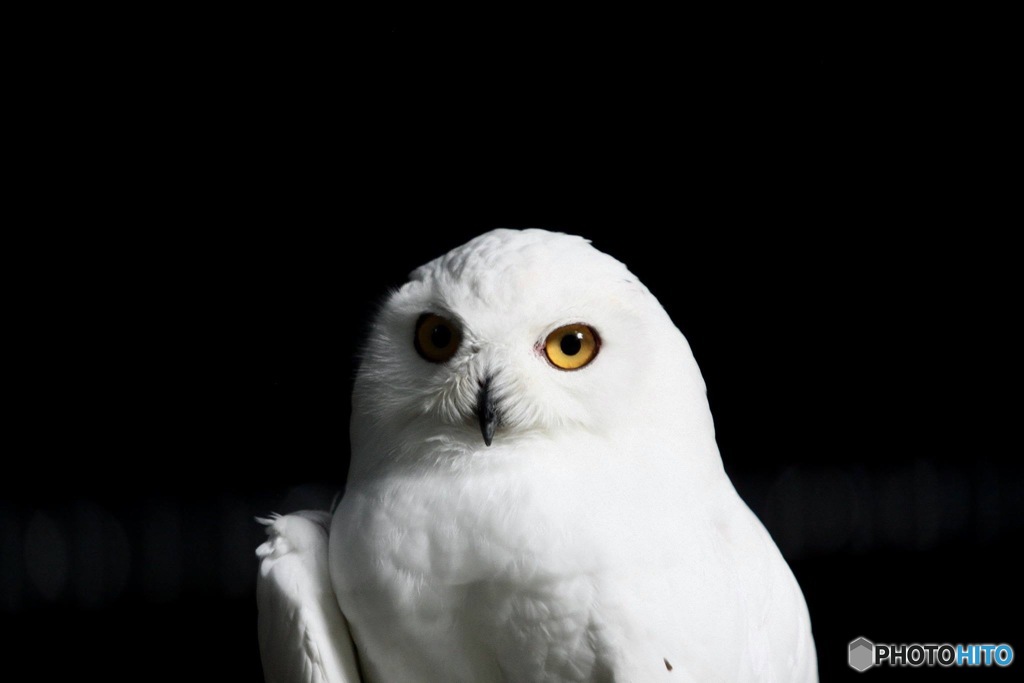 その瞳に映るものは何？