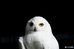 その瞳に映るものは何？