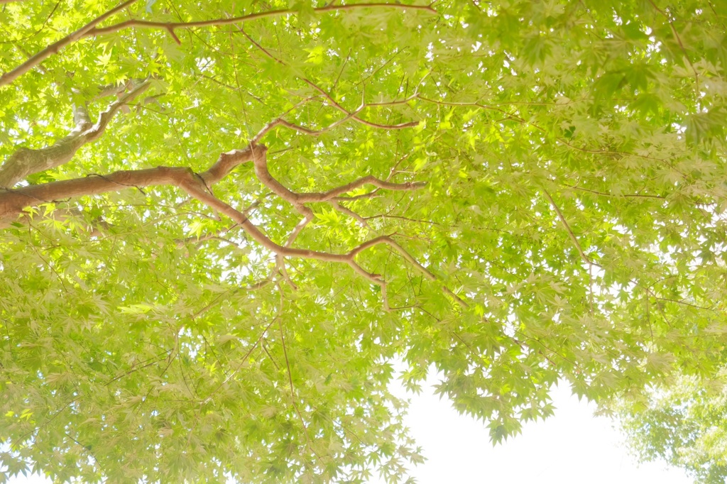 秋だけど夏