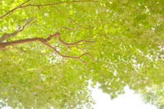 秋だけど夏