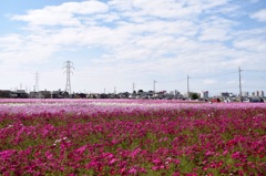 鉄塔とコスモス
