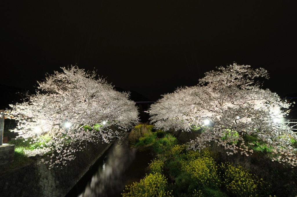 夜桜