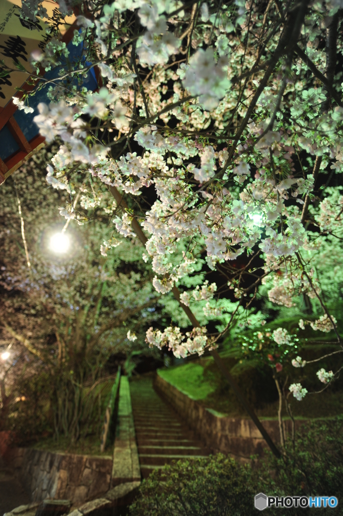 夜桜