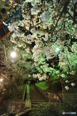 夜桜