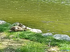 IMG_20170529_113251939