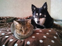 WP_20151216_15_14_25_Pro