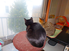 バードウォッチング