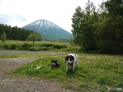 京極町から見る羊蹄山