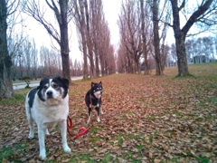 WP_20151216_12_29_28_Pro