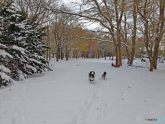 IMG_20161106_160706835