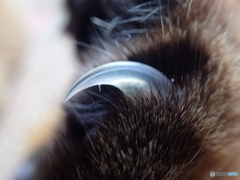 猫の爪