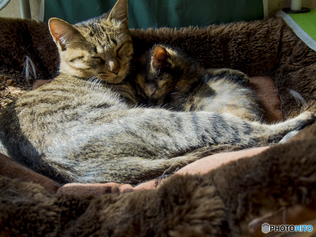 親子みたいだ寝