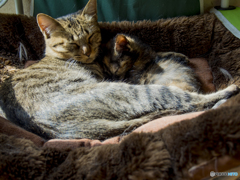 親子みたいだ寝