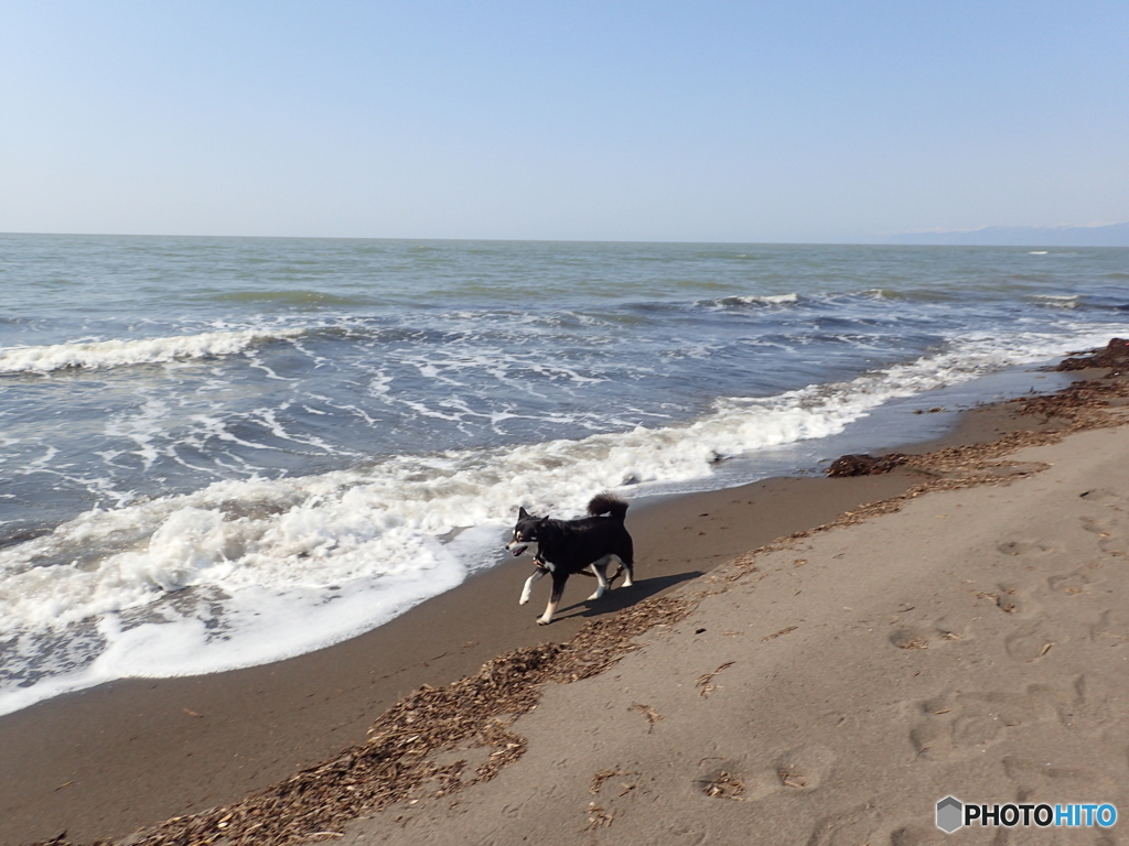 P春の海