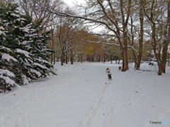 IMG_20161106_160705480