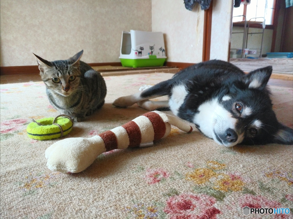 ラムとアルト