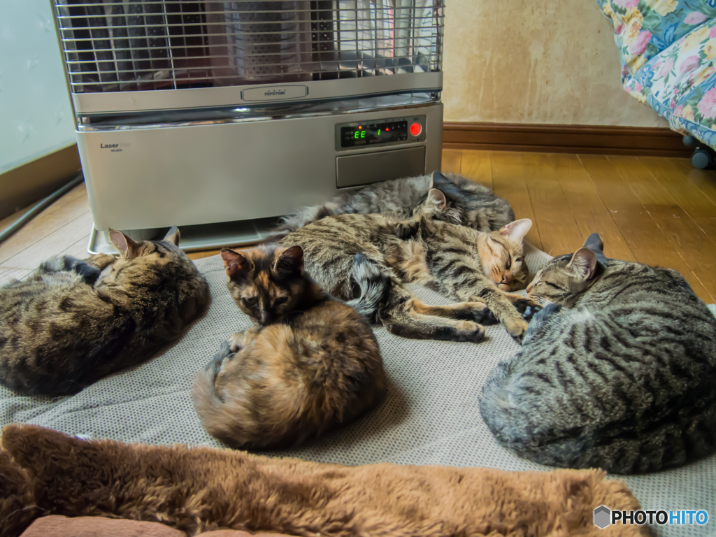 猫組全員集合