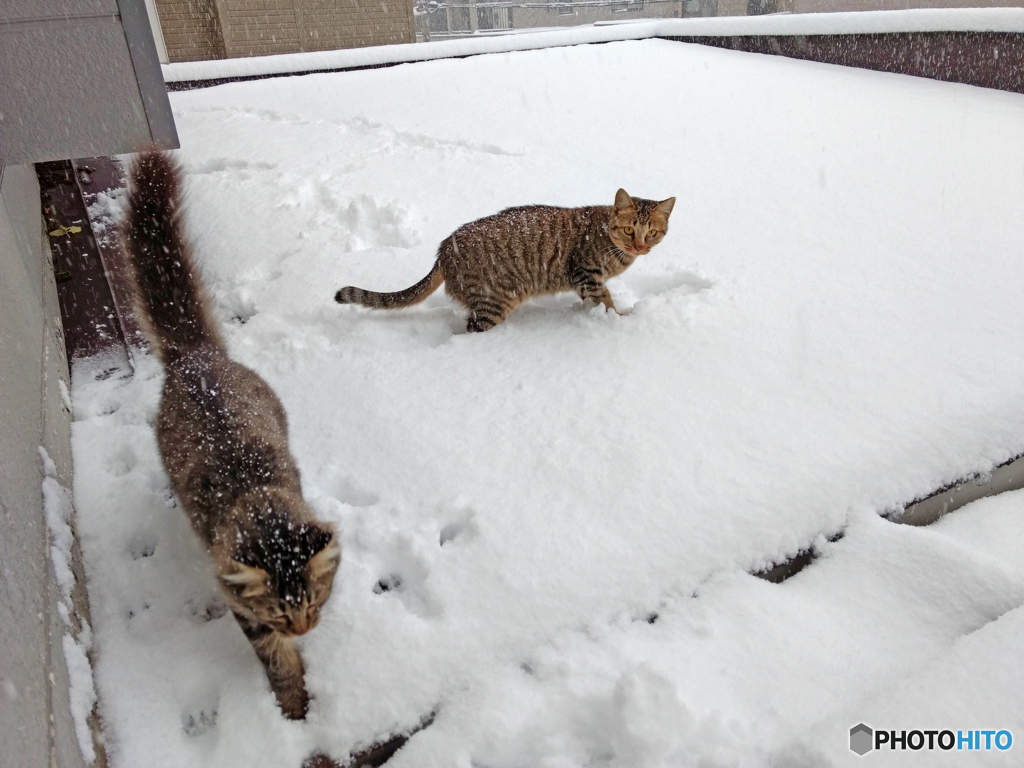 初積雪