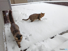 初積雪