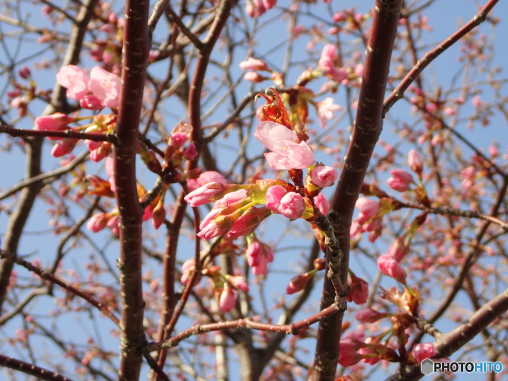 開花迄もう少しの札幌