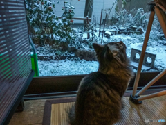 初めての雪　ココア