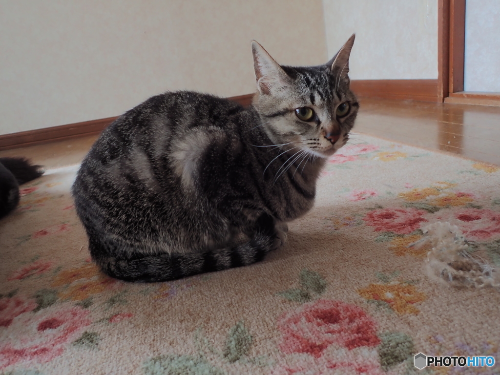 二歳になりました