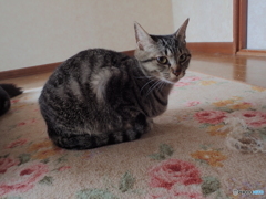 二歳になりました