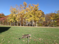 犬のアルト＆ジャズと猫代表のラン