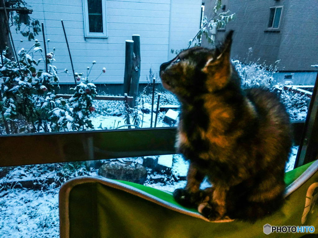 初めての雪　レンちゃん