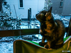 初めての雪　レンちゃん