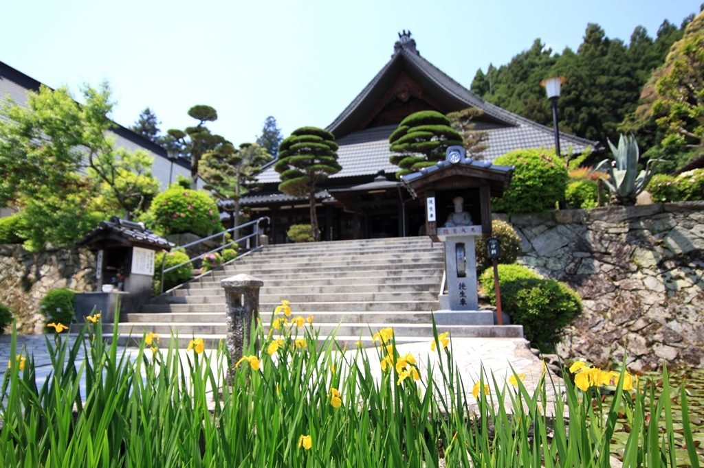 瑠璃光寺と黄色菖蒲