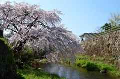 一の坂川の枝垂桜