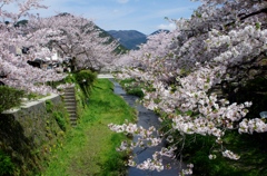 一の坂川の桜 
