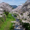 一の坂川の桜 