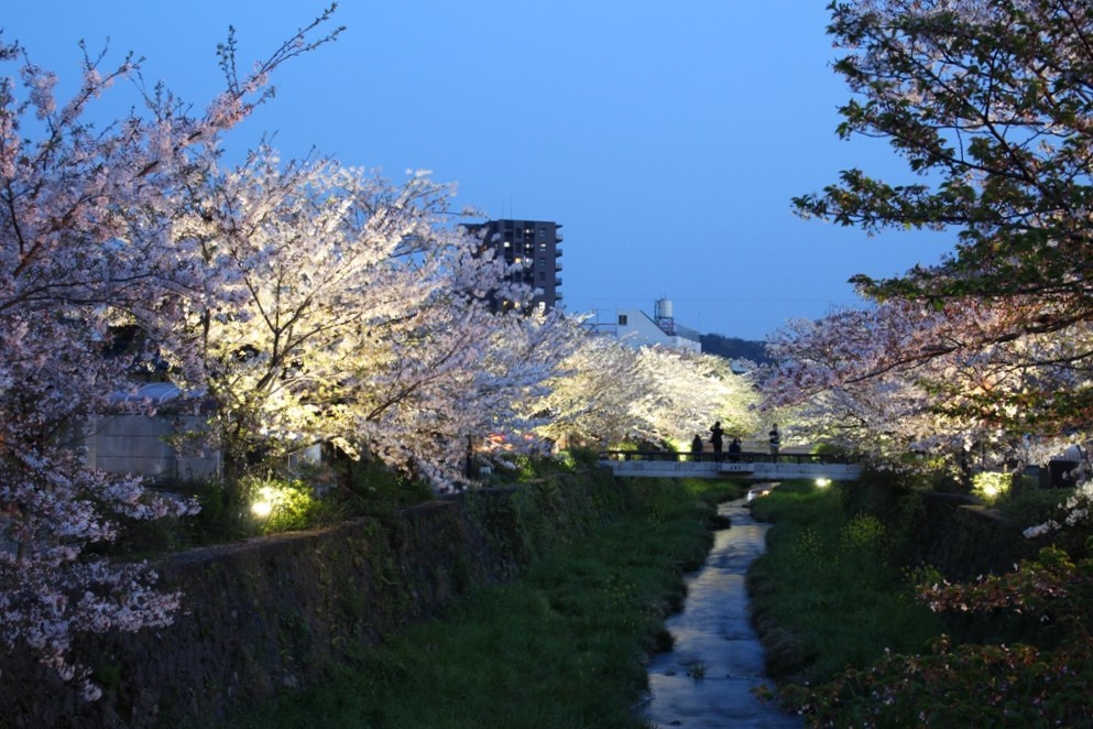 一の坂川夜景