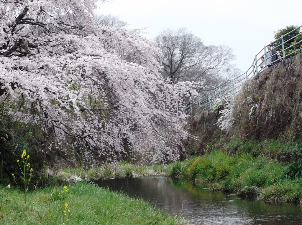 一の坂川の枝垂れ桜